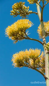 Agave americana flower5.jpeg